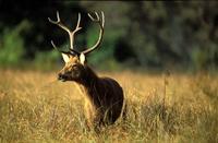 Barasingha - Swamp Deer