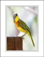 Grey-headed Bush Shrike (Malaconotus blanchoti)