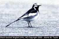 Black-backed Wagtail  (Attu Island, Alaska)