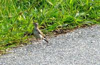 [Lark Sparrow at Villas, first discovered by Sean Bamford on CMBO walk.  Photo by George Myers].