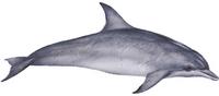 Grosser Tümmler (Tursiops truncatus), Common bottlenose