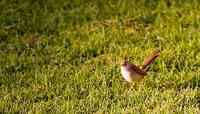 Flitty Fred (Graceful Prinia)