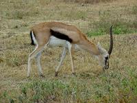 TThomson's Gaselle (Thomsongasell) - Gazella rufifrons