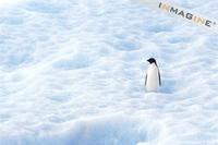Adelle Penguin (Pygoscelis adellae) photo
