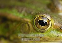 Eye of an edible frog ( Rana esculenta ) stock photo