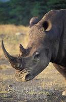 White rhinoceros ( Ceratotherium simum ) , Cecil Kop Nature Reserve , Mutare , Eastern Highlands...