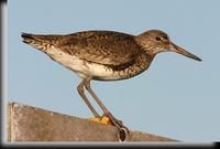 Willet, Jones Beach, NY