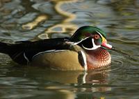 A Carolina duck on water.