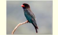 Dollarbird  # 3