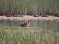 Hudsonian Godwit (Limosa haemastica)