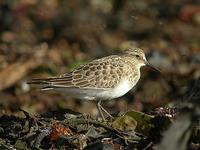 Bécasseau            de Baird (Calidris bairdii)