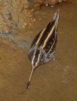 Jack Snipe, Lymnocryptes minimus