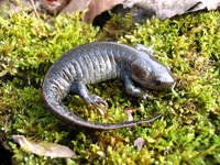 : Ambystoma talpoideum; Mole Salamander