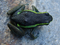 : Ameerega simulans; Dart Poison Frog