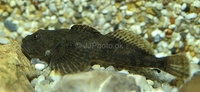 Bullhead Cottus gobio