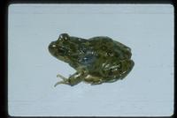 : Atelognathus nitoi