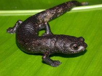 : Bolitoglossa dofleini; Giant Palm Salamander