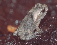 : Bufo guttatus