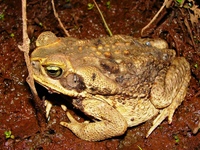 : Bufo schneideri