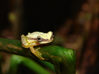 : Dendropsophus rhodopeplus