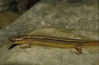 : Eurycea bislineata; Two-lined Salamander