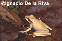 : Hypsiboas lanciformis