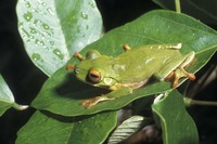 : Litoria sanguinolenta