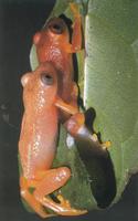 : Opisthothylax immaculatus; Gray-eyed Frog