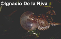 : Physalaemus biligonigerus