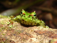 : Pristimantis galdi