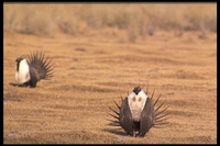 : Centrocercus urophasianus; Sage Grouse