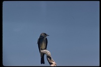 : Contopus sordidulus; Western Wood Peewee