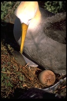 : Diomedea irrorata; Waved Albatross