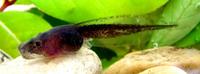 : Scaphiophryne gottlebei; Gottlebe's Narrow-mouthed Frog