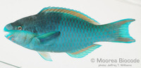 : Scarus oviceps
