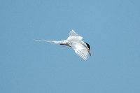 : Sterna forsteri; Forster's Tern