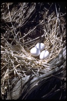 : Zenaida sp.; Dove
