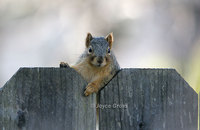 : Sciurus niger; Eastern Fox Squirrel