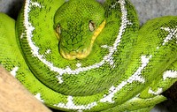 : Corallus caninus; Emerald Tree Boa