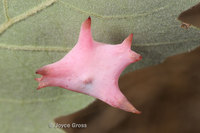 : Antron douglasii; Spined Turbaned Gall Wasp