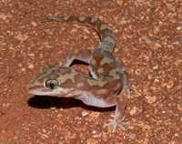 : Diplodactylus squarrosus