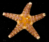 : Neoferdina cumingi