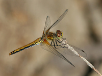 : Sympetrum occidentale; Western Meadowhawk