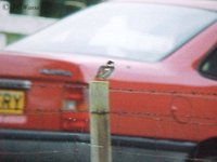 Spanish Sparrow Passer hispaniolensis