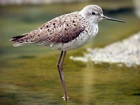 쇠청다리도요 Tringa stagnatilis | marsh sandpiper