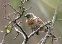 Prunella strophiata Rufous-breasted Accentor 棕胸岩鷚 119-029