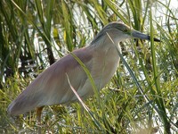 Squacco Heron