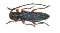 Phytoecia erythrocnema