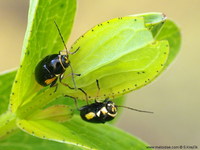 Cryptocephalus moraei