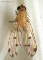 Lyciella decempunctata